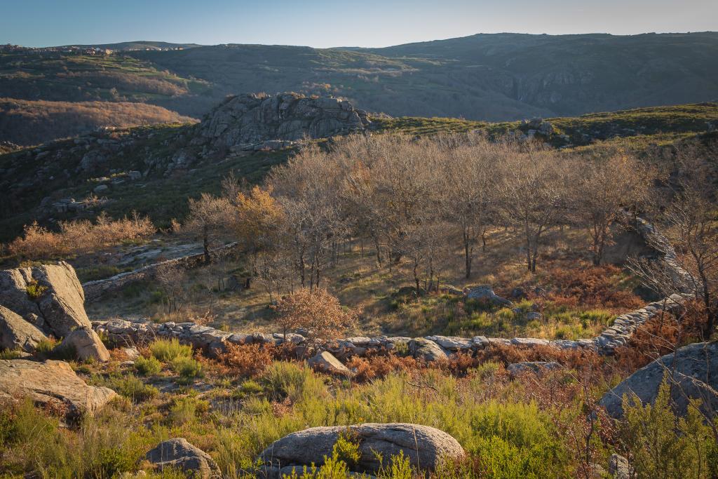 _MG_8081