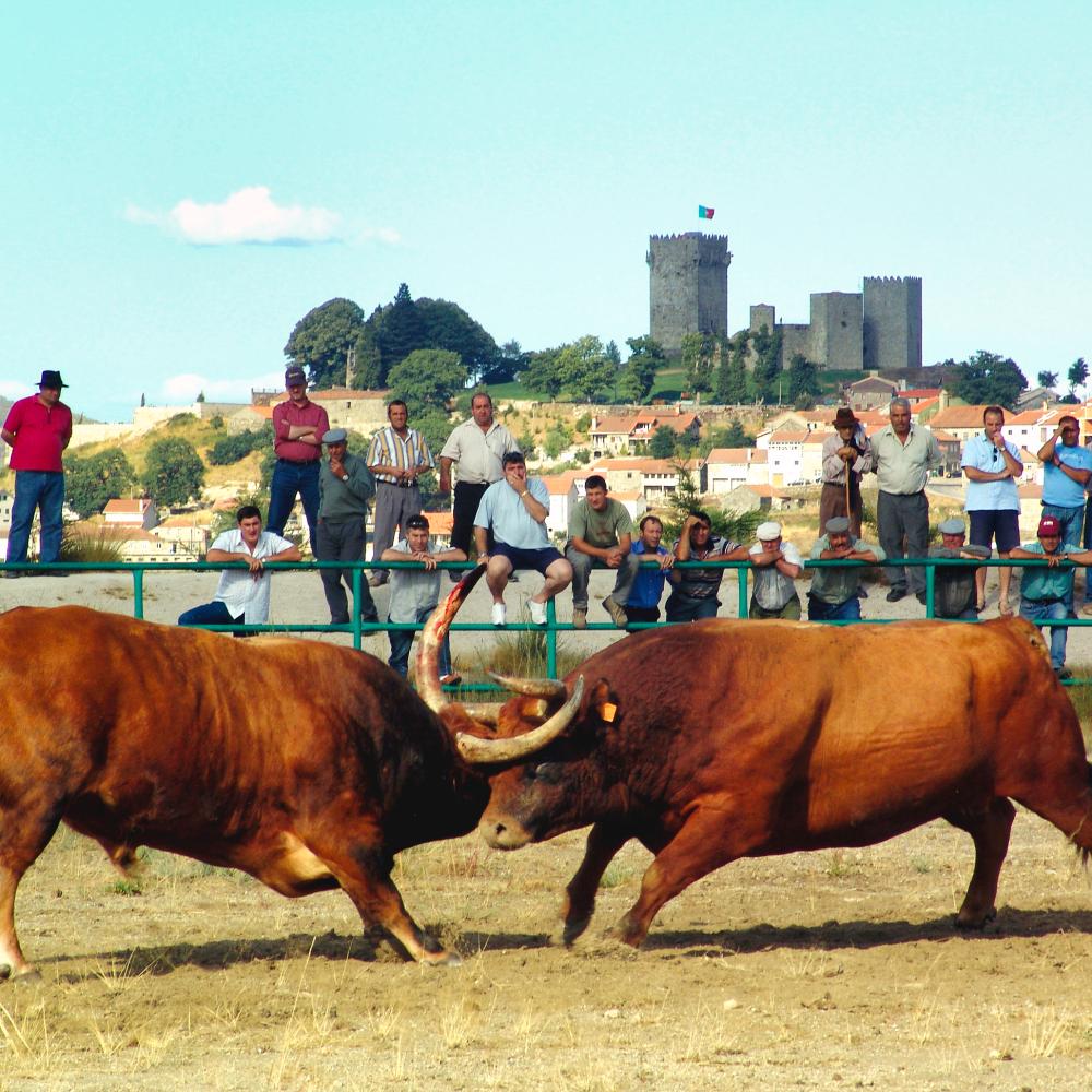2004. Chega de Bois