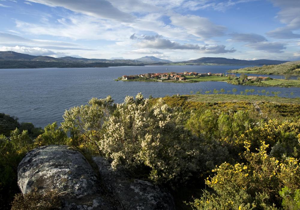 Matos de urze e giesta amarela; barragem do Alto Rabago. Vilarinho de Negres, Montalegre, Portugal.